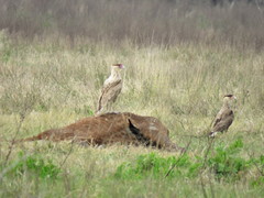 Caracara plancus