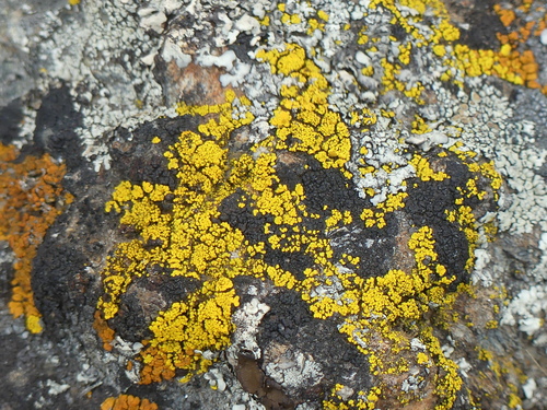 iNaturalist observation photo of Goldspeck Lichens