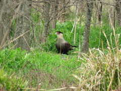 Caracara plancus