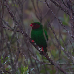 Chlorornis riefferii