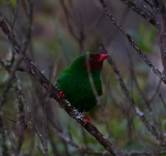 Chlorornis riefferii