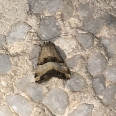 Pseudozarba bipartita