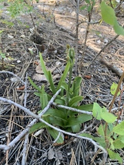 Platanthera tescamnis