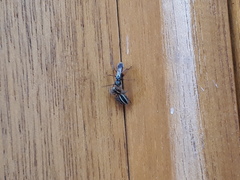 Agenioideus nubecula