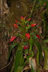 Guzmania