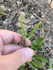 Platanthera tescamnis