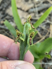 Platanthera tescamnis