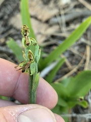 Platanthera tescamnis
