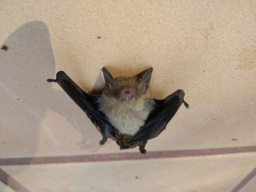 little yellow bat