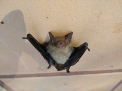 Rhogeessa parvula