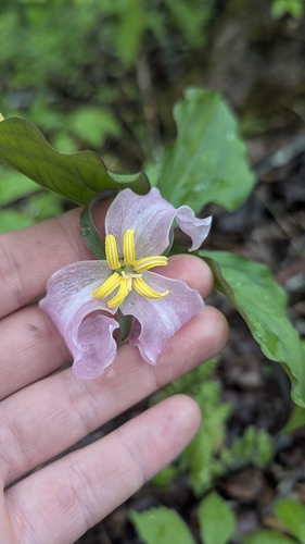Image of Trillium catesbaei by (c) Alina Martin, some rights reserved (CC BY)