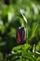 Fritillaria latifolia