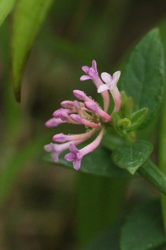 Chinese Wikstroemia (Wikstroemia monnula)
