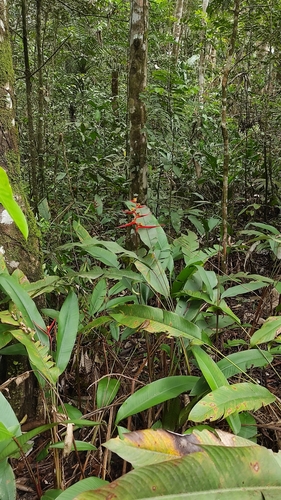 Image of Heliconia acuminata by (c) Guillaume Delaitre, some rights reserved (CC BY)