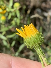 Grindelia squarrosa serrulata