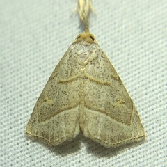 Oxycilla mitographa