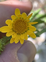 Grindelia squarrosa serrulata