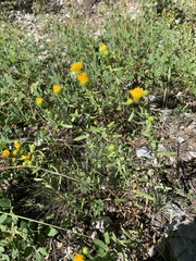 Grindelia squarrosa serrulata