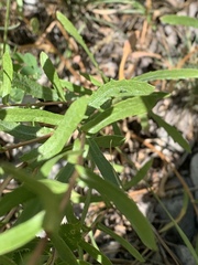 Grindelia squarrosa serrulata