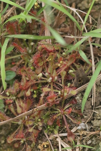 Drosera oblanceolata (Drosera oblanceolata)