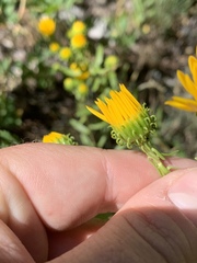 Grindelia squarrosa serrulata