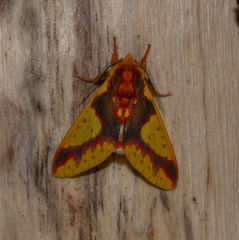 Symphlebia