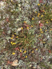 Ivesia lycopodioides