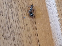 Agenioideus nubecula