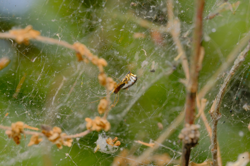 Bowl and doily spider