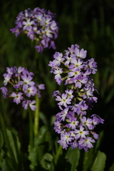 Primula algida
