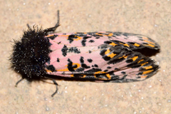 Xanthopastis moctezuma