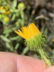Grindelia squarrosa serrulata