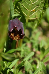 Fritillaria latifolia