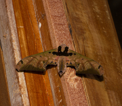Adhemarius sexoculata