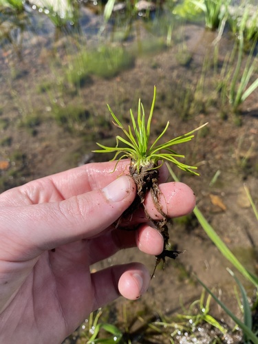 Columbia Quillwort (Isoetes minima)