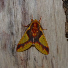 Symphlebia
