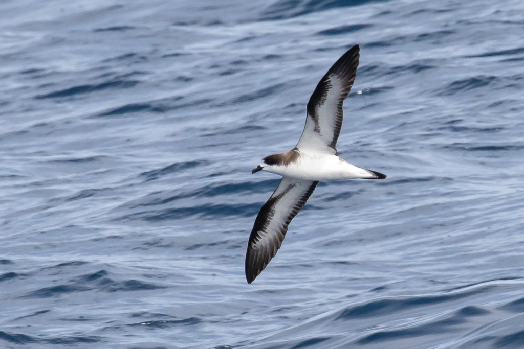 Hawaiian Petrel photo