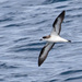 Hawaiian Petrel - Photo (c) Ken Chamberlain, some rights reserved (CC BY-NC), uploaded by Ken Chamberlain