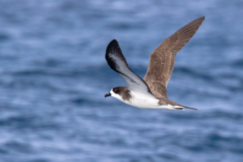 Hawaiian Petrel