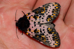Xanthopastis moctezuma