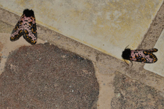 Xanthopastis moctezuma
