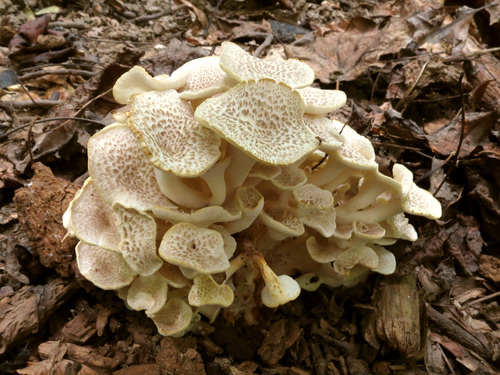 Polyporus umbellatus — (c) Katja Schulz, some rights reserved (CC BY)
