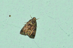 Eustrotiinae