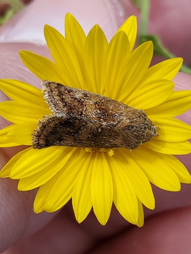 Camphorweed Flower Moth photo 4