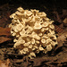 Umbrella Polypore - Photo (c) Katja Schulz, some rights reserved (CC BY)