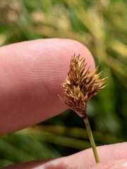 Carex abrupta