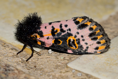 Xanthopastis moctezuma