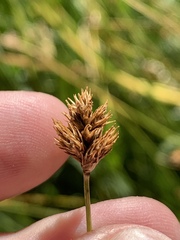 Carex abrupta