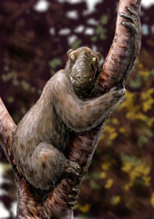Megaladapis madagascariensis