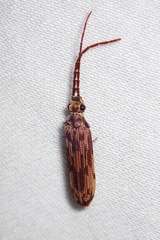 Tenomerga cinerea